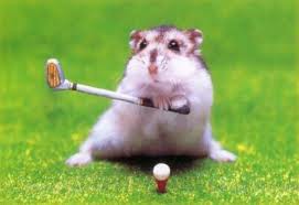 hamster golf